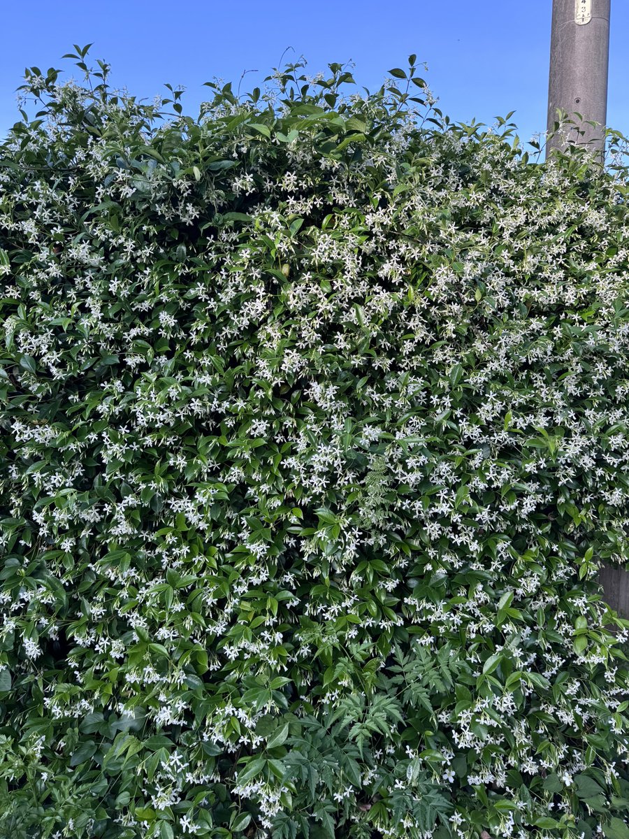 wanikko_jp's tweet photo. 名前の分からないハーブ🌿の花が咲いて甘い香りがしてる♪😆 https://t.co/JRoMrYvdky