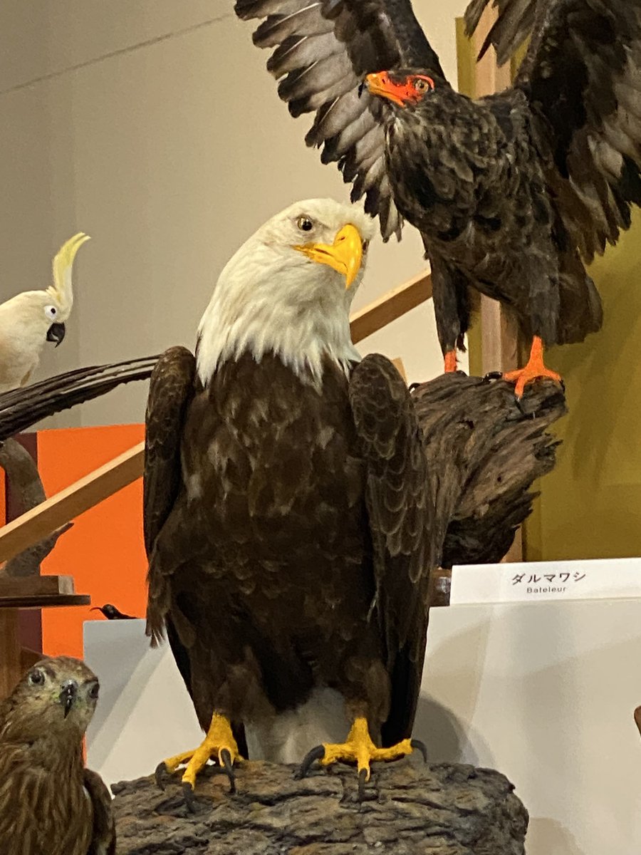 純銀メダル　アメリカ　ハクトウワシ この数週間で見かけたさまざまなハクトウワシ/アメリカワシです。 : r
