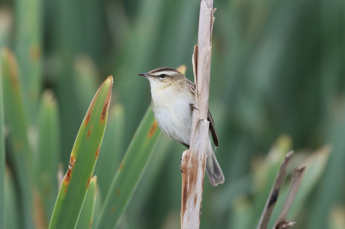AdamWilliams_82's tweet photo. One of many Sedge Warblers around the Academy this morning, Lesser Whitethroat seen along west path. https://t.co/xo01ZYwWF3