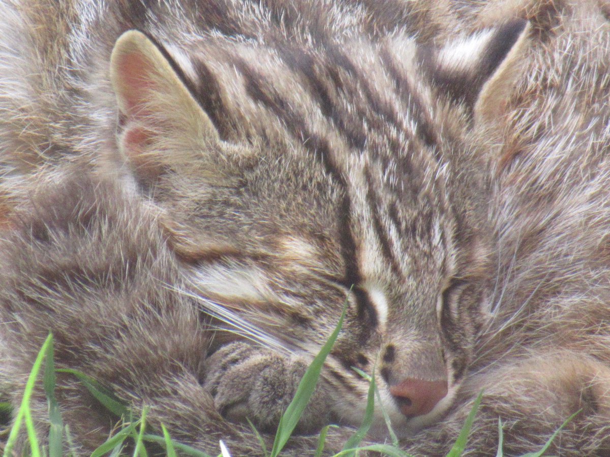 6262626nt's tweet photo. 2026年5月23日

ねこ。
ねる。
ねこ。

#那須どうぶつ王国
#スナネコ
#ツシマヤマネコ　＃ジャガー https://t.co/KjzlqakI6G