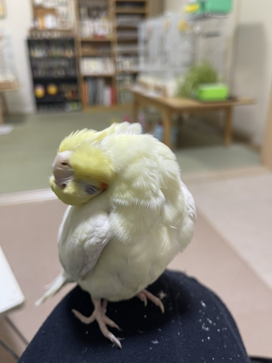 コピちゃん 〜赤い車の小雨号に乗るインコ飼い〜 tweet media