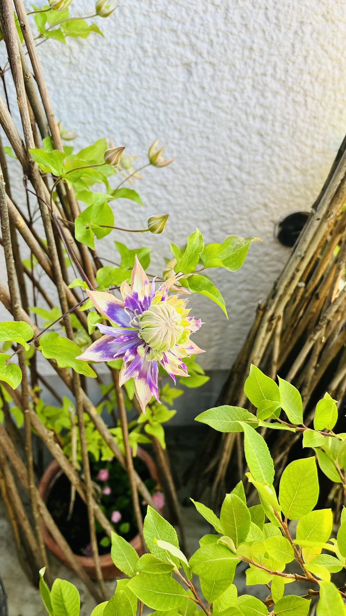 ElmaStrauch's tweet photo. @lizaadamczewski Summer is here😄 https://t.co/0qKsoJ6Cw0