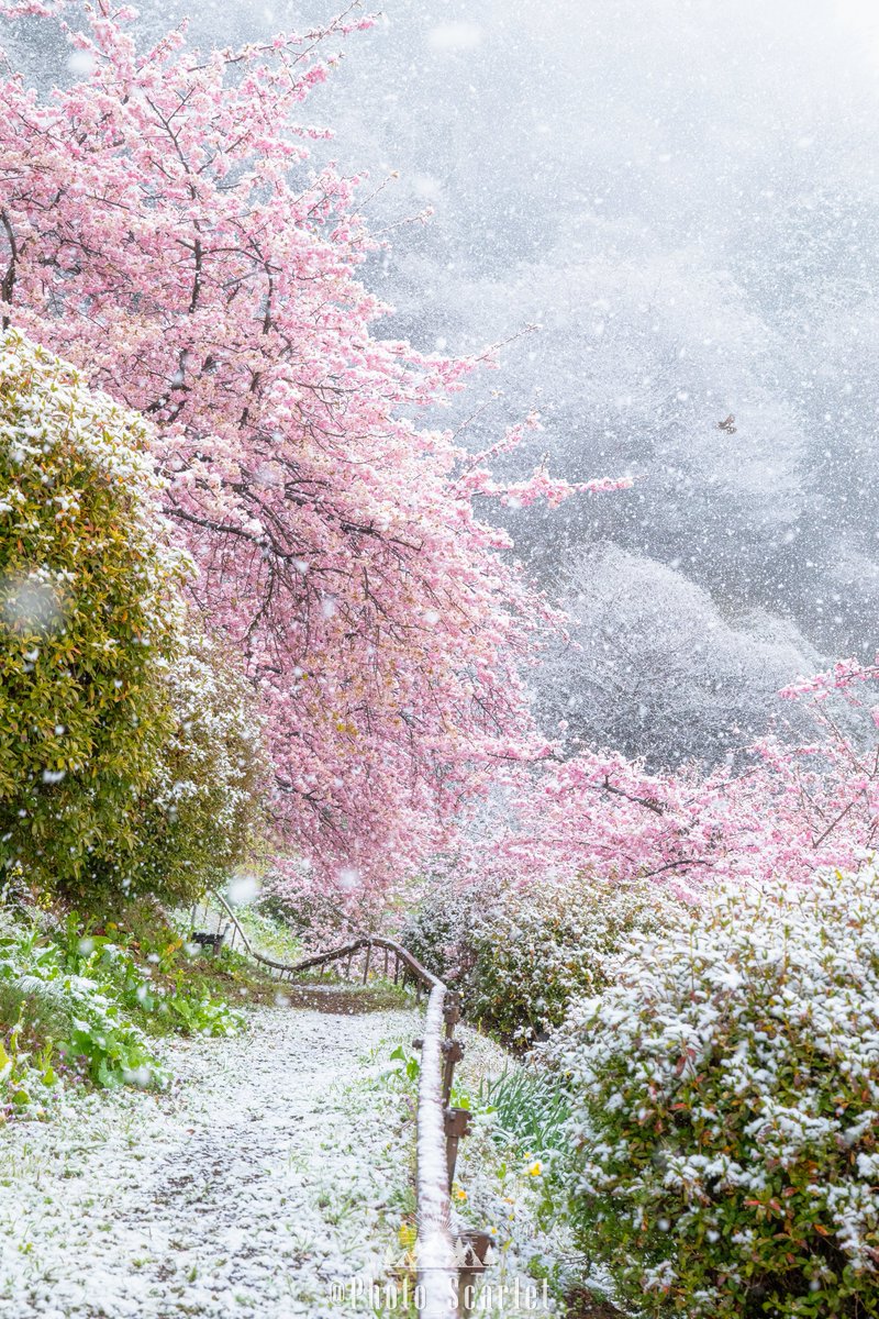 Photo_Scarlet's tweet photo. 『冬』と『春』が本気を出した、神奈川県での奇跡の1枚🌸❄️

#もう一度撮れと言われても撮れない写真 https://t.co/2oKbb2mGYI