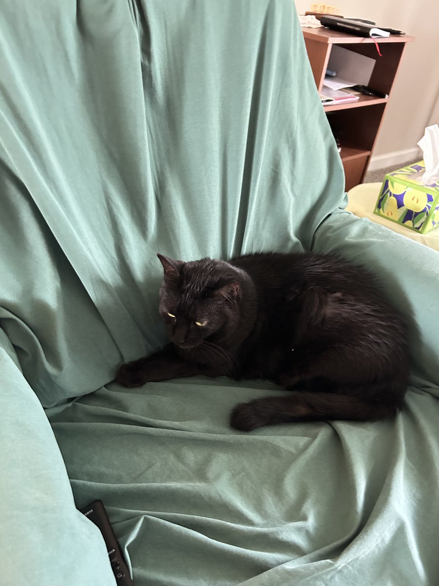 TomKattman's tweet photo. Puma starring in "Memorial Day weekend chair theft" 😹 #NotAtAllSorry https://t.co/GVDMHfkuCD