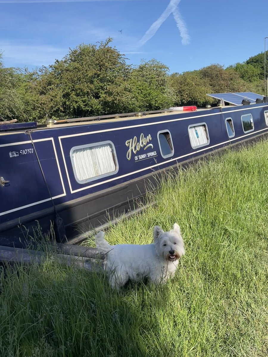 Finlay the Westie & his Mom tweet media