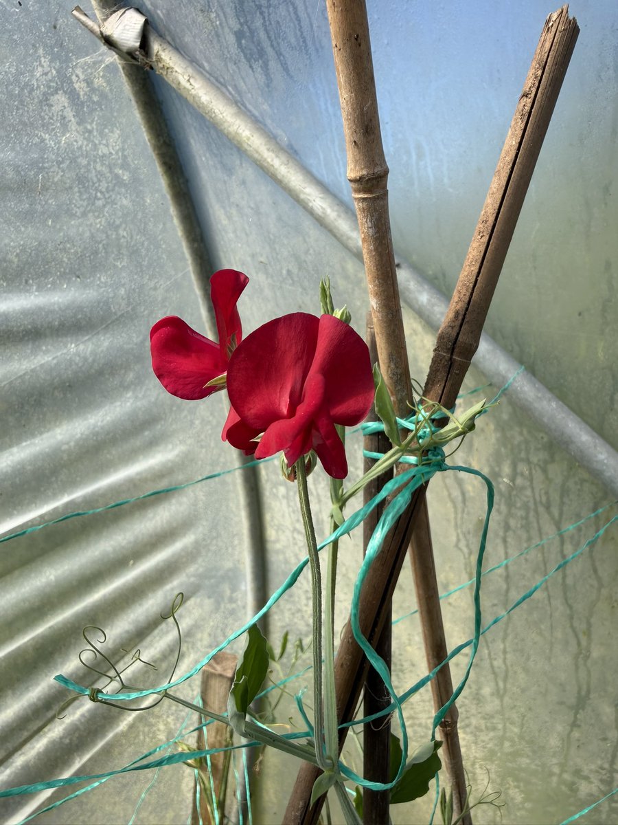 TarahillF's tweet photo. First of the 2026 Sweet Pea crop in the tunnel. This weeks sunshine should bring a lot of colours in the field too https://t.co/JP3Pxa8zP1