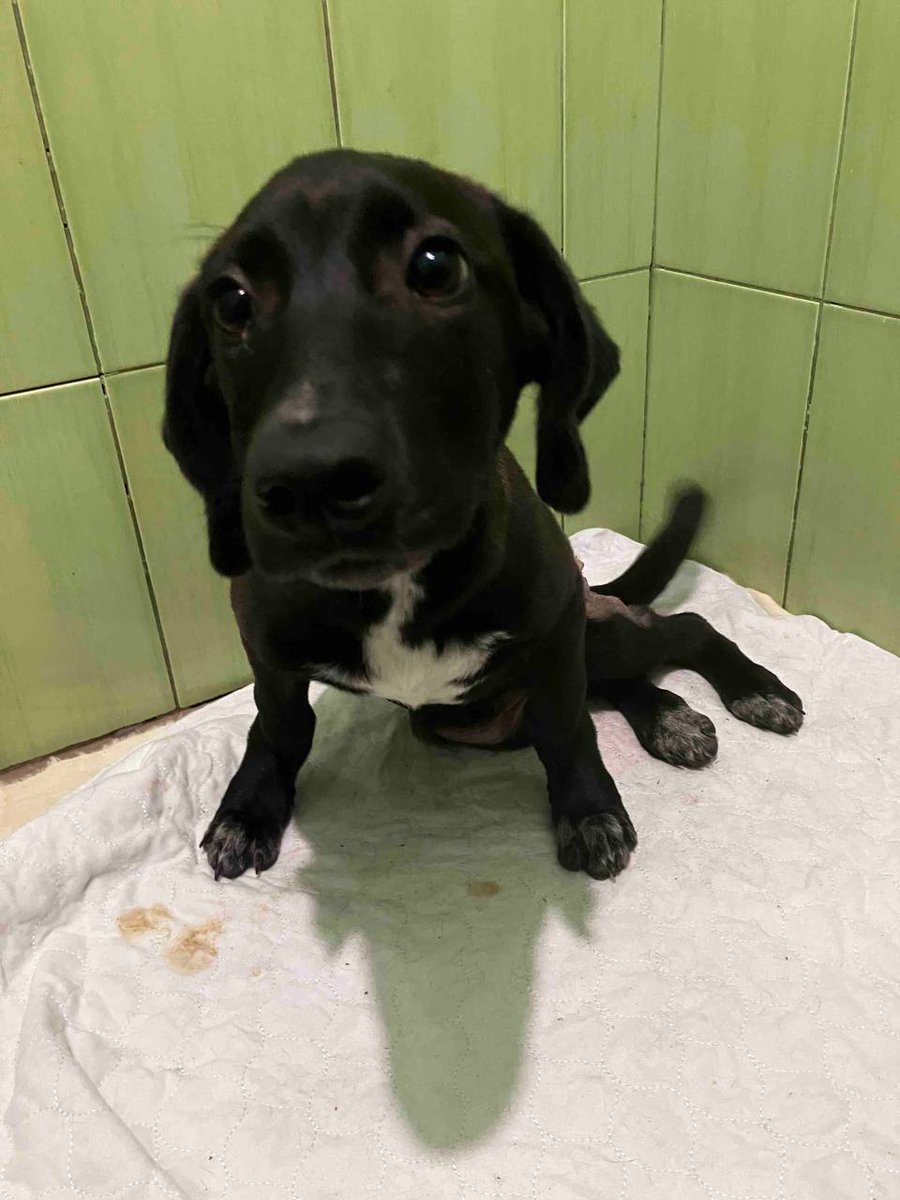 UAnimals.ENG 🇺🇦 tweet media