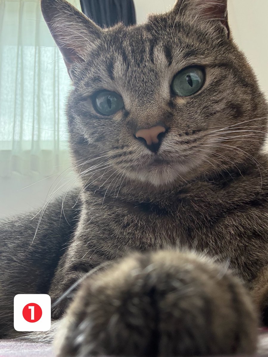 ﾒｸﾞ ｸﾙ　dayo７🍊🐙🐶🐱 tweet media