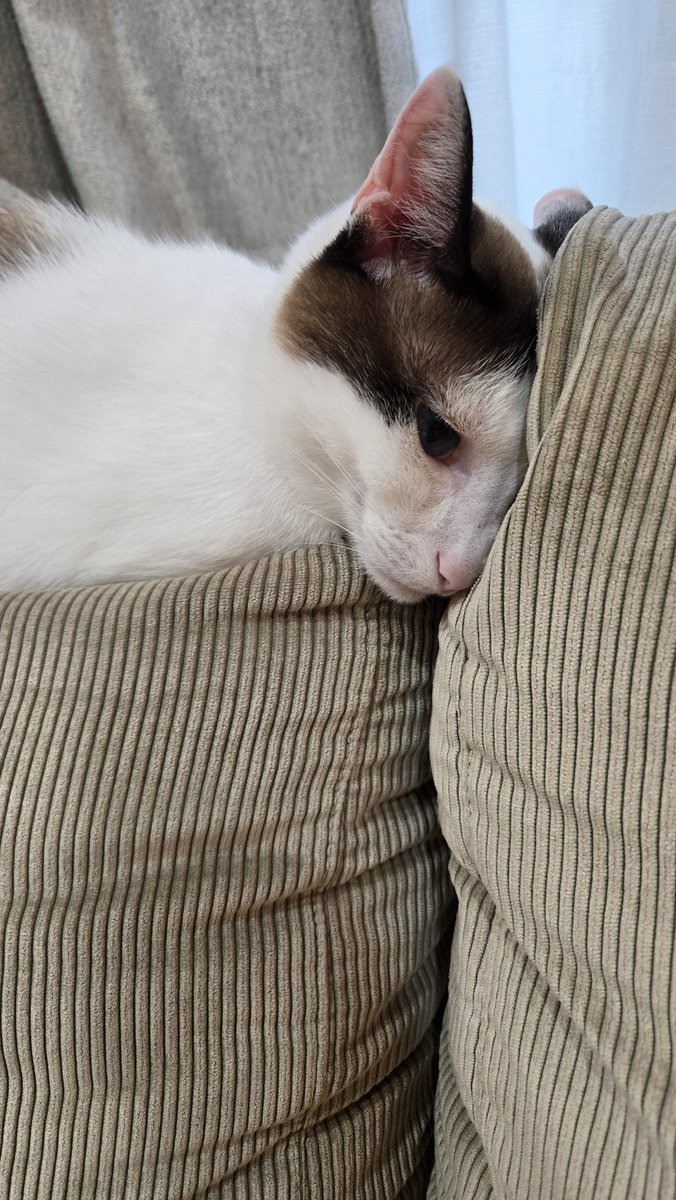 猫、赤ちゃん優先されて構ってもらえずしょんぼり