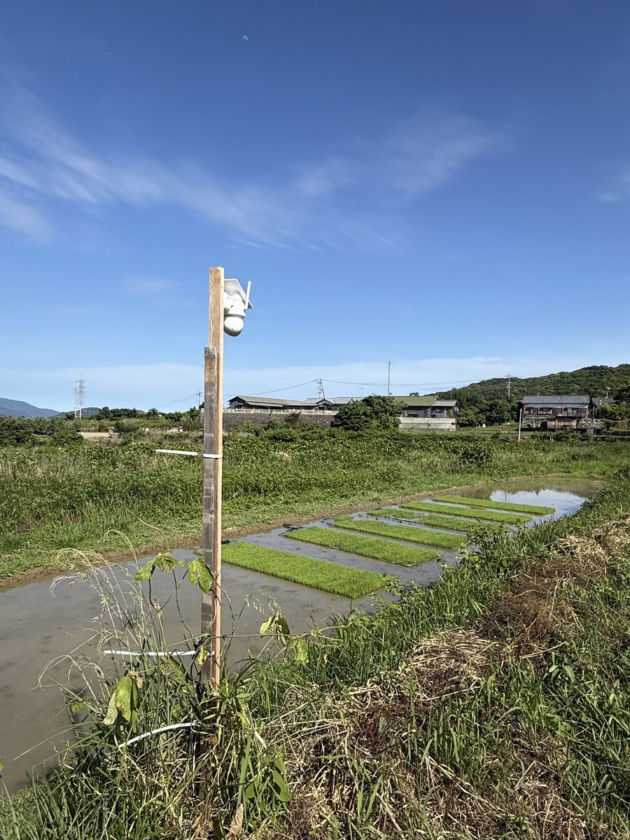 usaginingen's tweet photo. 高松市美の展示から作品化した「カカシ」の視点。
生活の大半がKunsthausを中心としたアートプラクティスの一環になってます。

日々の暮らしそのものをアートプラクティスとし、試行錯誤の現場をusaginingen Kunsthausとしてひらきます。

クラファン期間｜5/20〜7/22
https://t.co/yBjELrJ8kl https://t.co/Nmg7qtIjOE