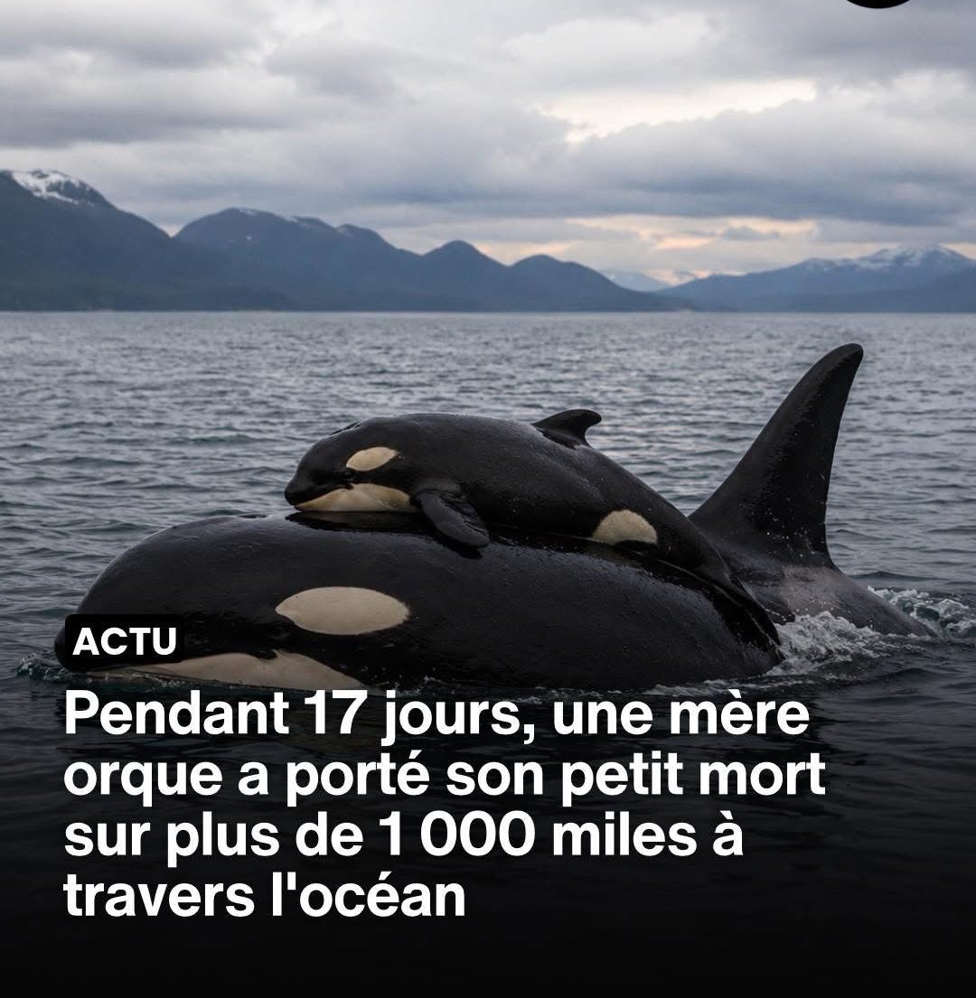 Actu en PLS tweet media