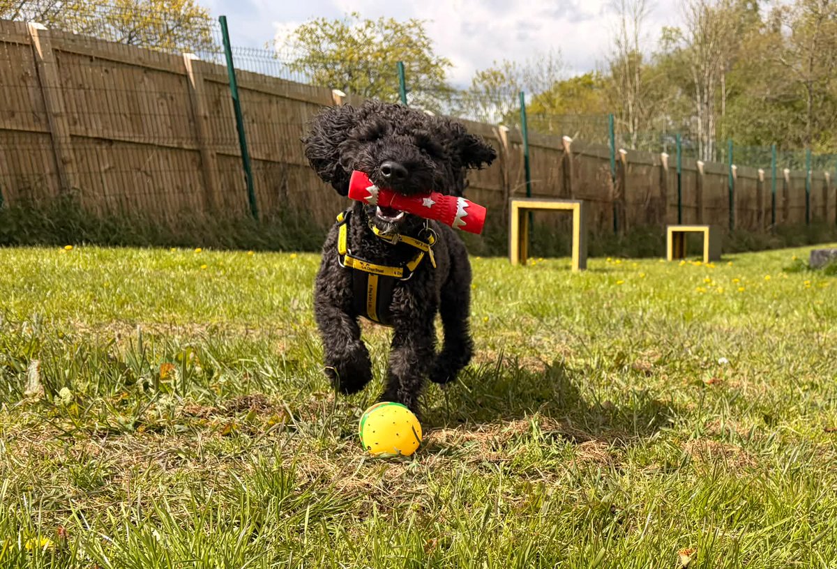 DogsTrust West Calder (Edinburgh) and Dundee tweet media