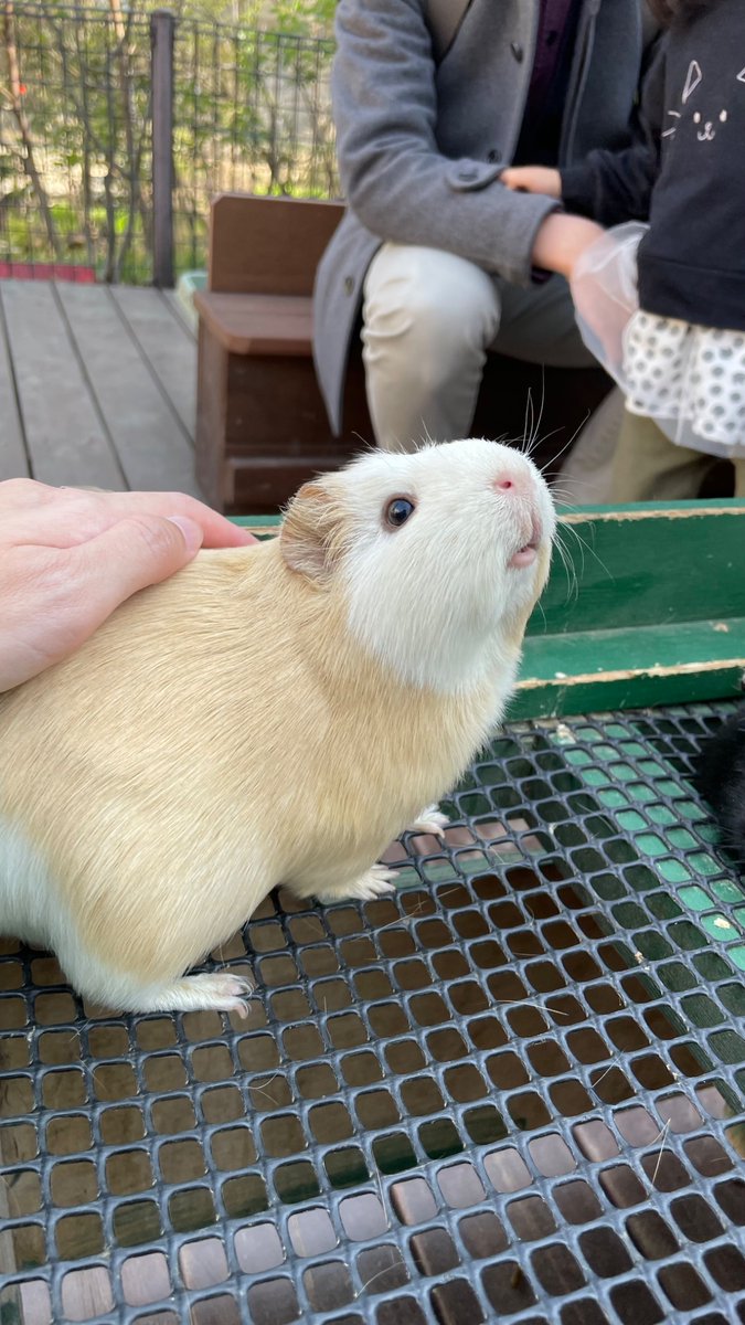 MothrasSong's tweet photo. 足立区生物園のモルモット達、とても可愛いです！
名前は1枚目左から、へぎ、みたらし、みたらし、アッサム、ファジーかと思います。 https://t.co/yKmNhzQX6w