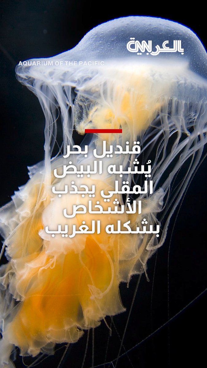 قنديل بحر يُشبه البيض المقلي..كائن مائي يجذب الأشخاص بشكله الغريب 