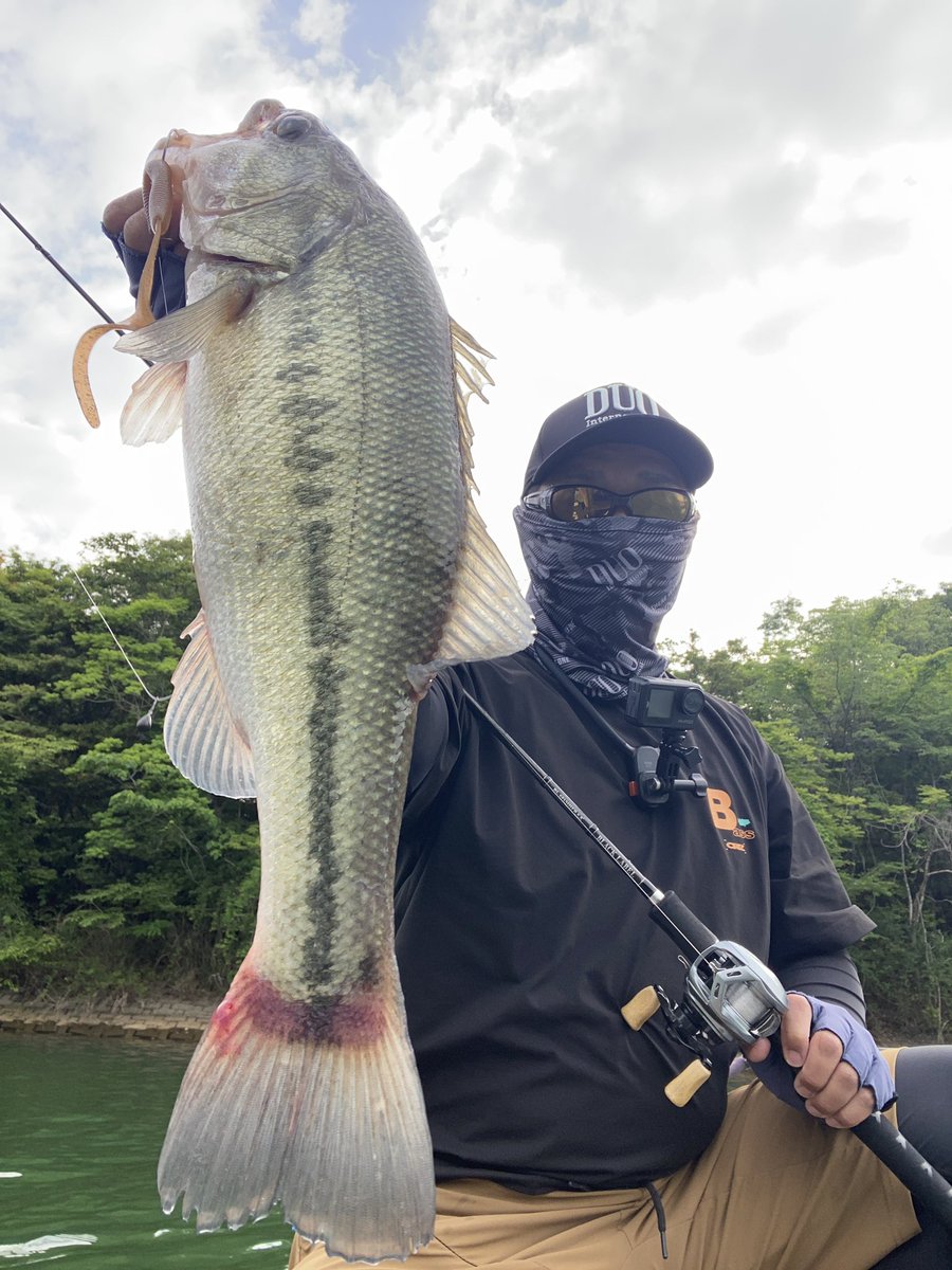 Kurasako_0713's tweet photo. 本日は丸山ダムへ短時間釣行！
シャローはブルーギルが湧いてて猛攻がすごいのでNEWアイテムのリグルカーリー5.8inのフリーリグで立木攻め！
アフター回復系のバスは夏直前のポジションへ！
#リグルカーリー
#生命感マシマシ
#宇部丸山ダム
#PR https://t.co/f43IVtNxHJ