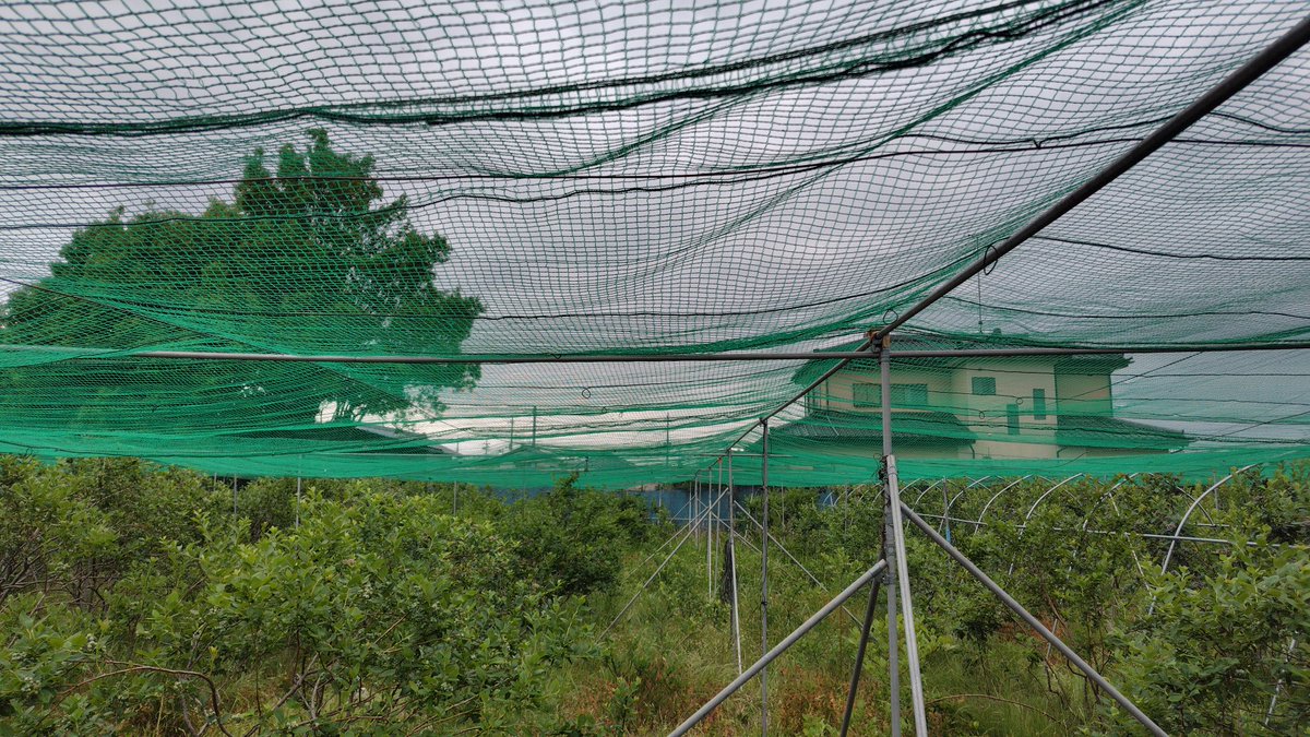 kinsan_desu's tweet photo. 急いて防鳥網を張りました!　風もなぬ作業しやすく良かった!! https://t.co/D9APixahnc