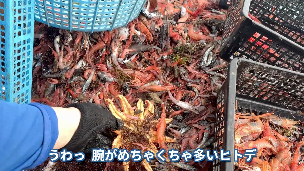 茸本 朗(たけもとあきら) 「野食ハンター茸本朗ch」公開中!! tweet media