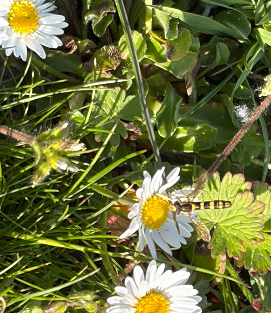 NorwaySkandin's tweet photo. #insects #Insekten #Fliegen #Schwebfliege #Schwebfliegen #Natur #nature #garden #Garten #Frühjahr #Frühling #spring #Blüten #flowers
Eine Langbauchschwebfliege, Gattung Sphaerophoria sitzt auf einer Blüte von Gänseblümchen und ist auf der Suche nach Nektar. https://t.co/kzLyoBz8C0