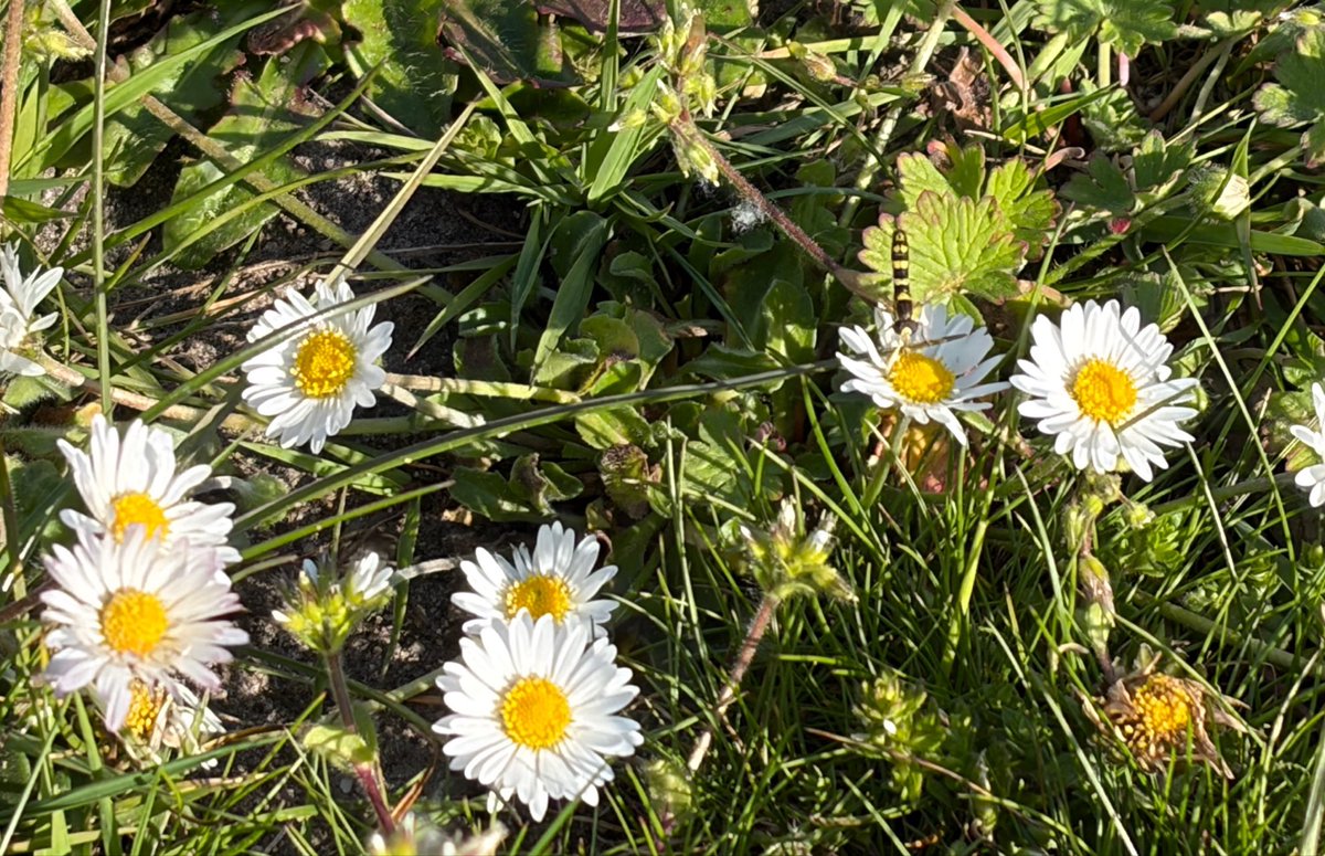 NorwaySkandin's tweet photo. #insects #Insekten #Fliegen #Schwebfliege #Schwebfliegen #Natur #nature #garden #Garten #Frühjahr #Frühling #spring #Blüten #flowers
Eine Langbauchschwebfliege, Gattung Sphaerophoria sitzt auf einer Blüte von Gänseblümchen und ist auf der Suche nach Nektar. https://t.co/kzLyoBz8C0