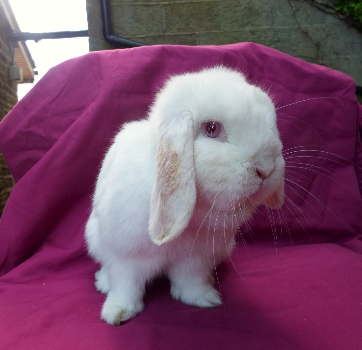 Bleakholt sanctuary farm and small animals. tweet media
