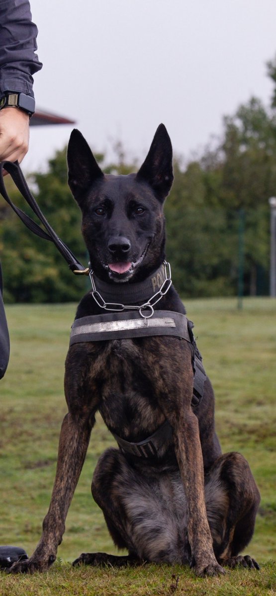 Staffs Dogs & ARV tweet media