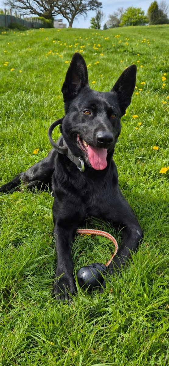 Staffs Dogs & ARV tweet media