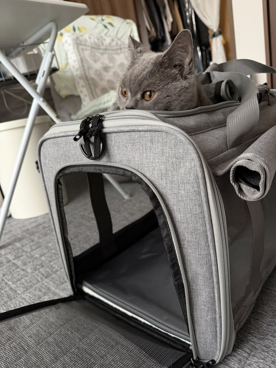 renoyass's tweet photo. 夏場あまりにも暑いから猫用キャリーバッグ新調した！
慣れさせるためにと蓋開けたら即入って行って寛いでる（何なら喉鳴らしてる） https://t.co/nOu1v55Y8P