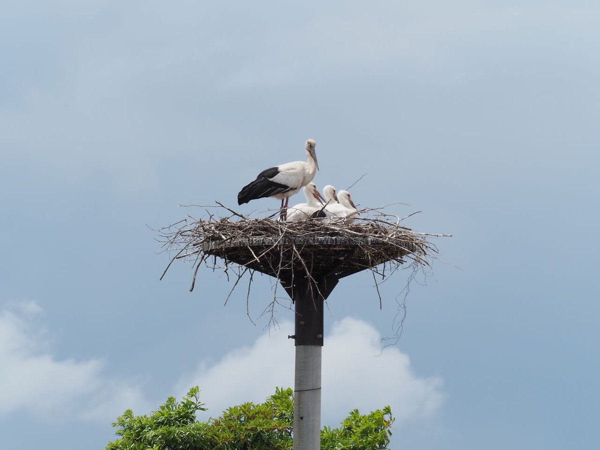 lc575able's tweet photo. 鳥取県某所でコウノトリを観察してきました。2箇所で巣作りしていて、それぞれ3羽ずつひなが育っています。

人工塔で母鳥が3羽を見守っています。

父鳥が帰ってきました。

こちらの巣では親を待っています。

デジカメはOlympus OM-D E-M1mk II+40-150mm/2.8+2倍テレコンです。
#コウノトリ https://t.co/9V4wPAQ3UJ