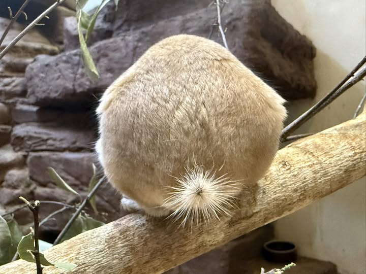 埼玉県こども動物自然公園【公式】🐨 tweet media