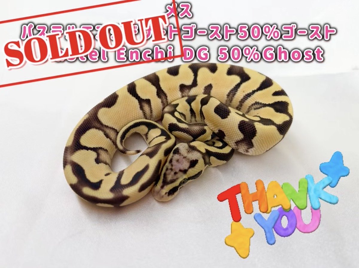 H2M Reptiles tweet media