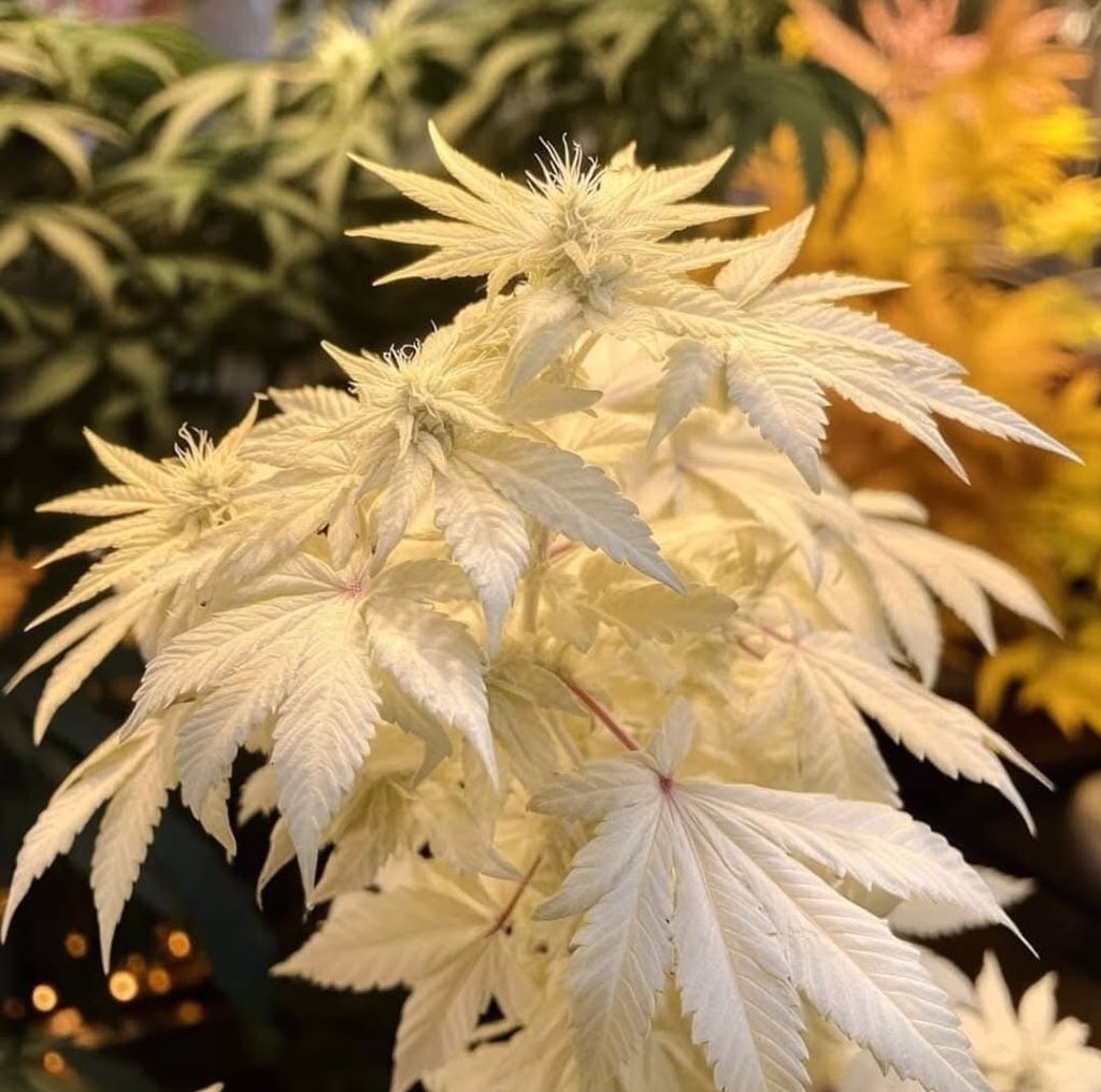 CANNA COLLECTORS tweet media