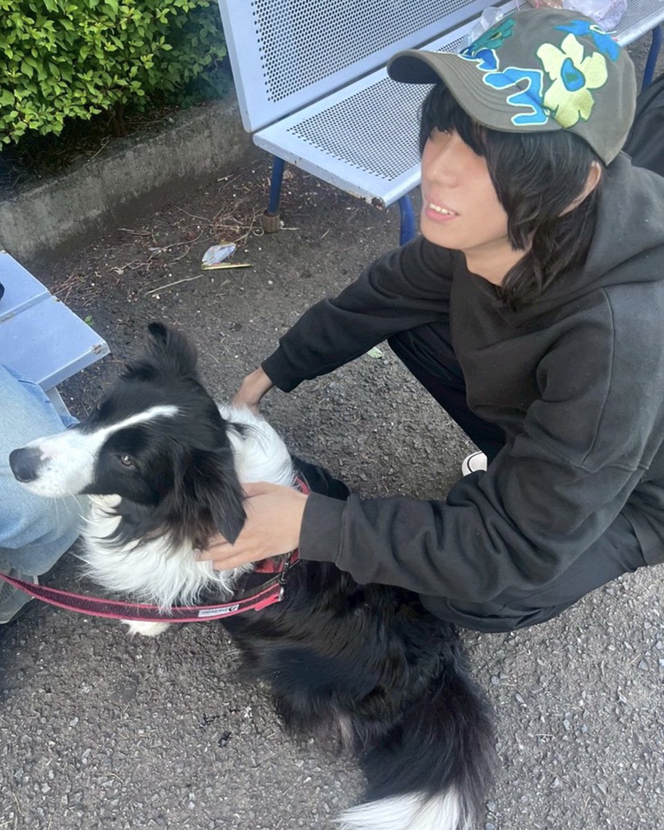 ボーダーコリーが1番好きな犬