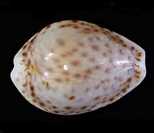 カザリオミナエシダカラ といいます(^O^) #貝 #貝殻 #標本
