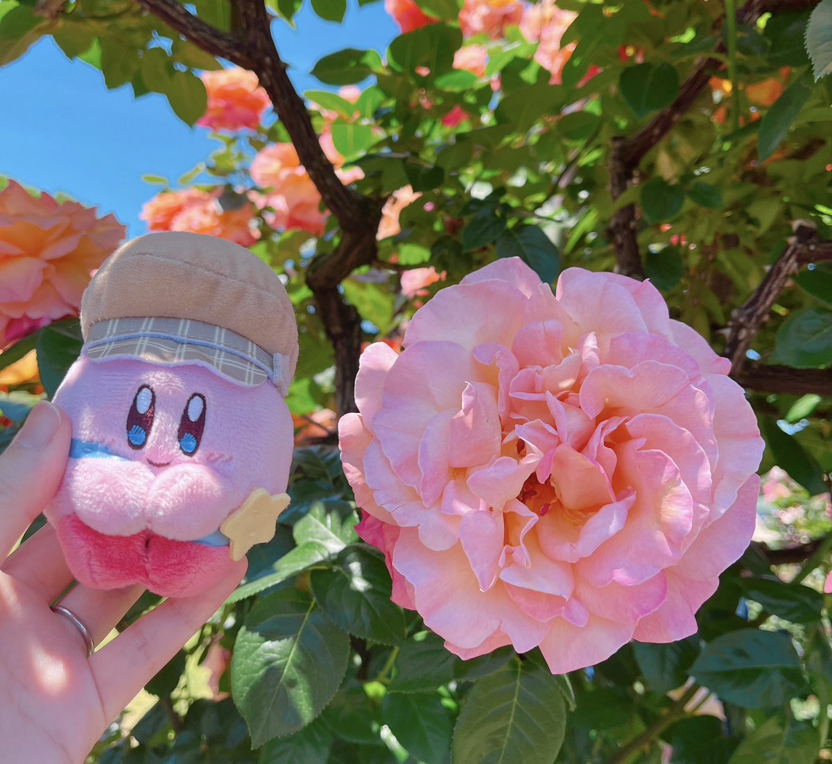 s_ukibun's tweet photo. ぽよと薔薇🌹 https://t.co/7OBPgHRsGl