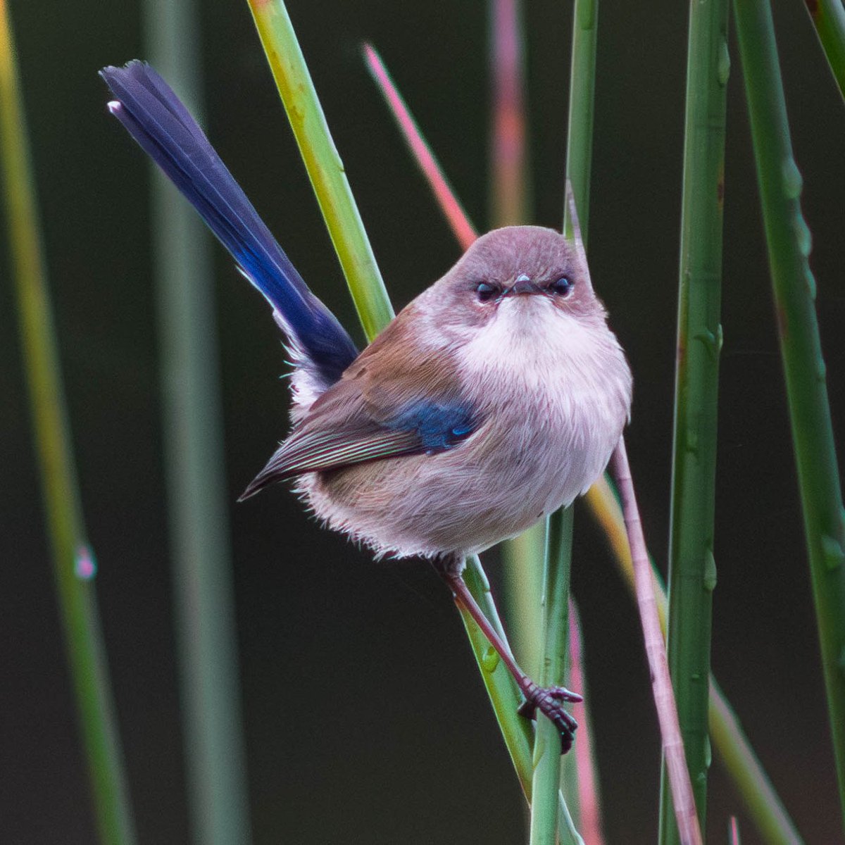 birdingplaces's tweet photo. On https://t.co/Ikuo3ThtXu you can upload your bird or landscape pictures to areas you visited. Fun to do and nice to share. Like the photo of this Fairy-wren uploaded by Asela Angammana to the Birdingplaces page on Stanford Park Wetlands in Australia. See https://t.co/t7yKmu0GAh https://t.co/p9ajCEkYJk