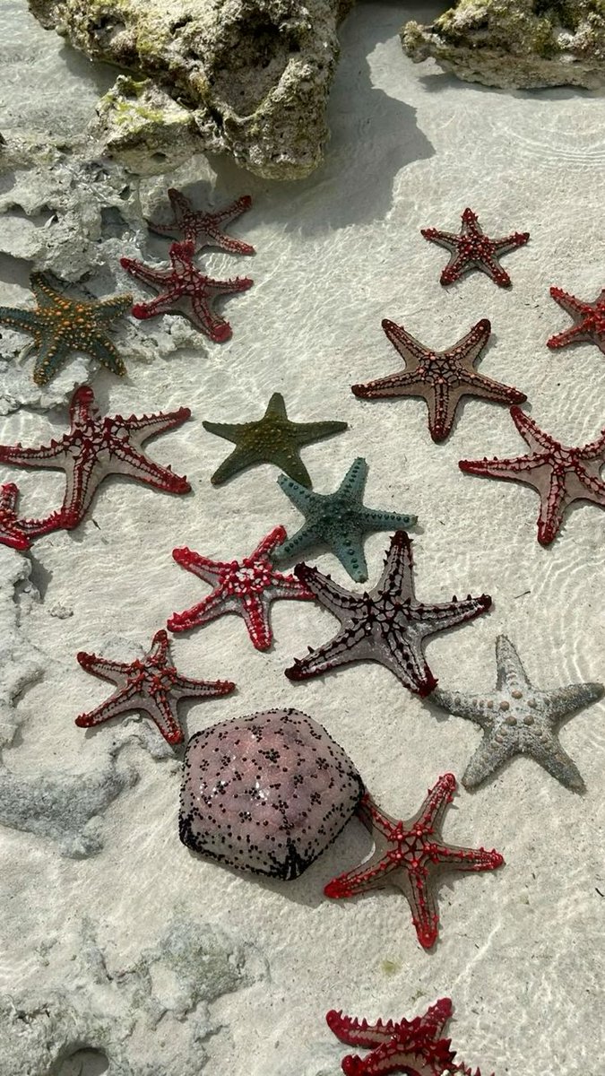 oceannvibe's tweet photo. Ocean's animals💙🩵 https://t.co/TNeffBhVTz