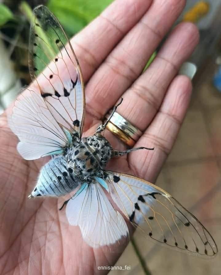 butterfly world 🦋 tweet media