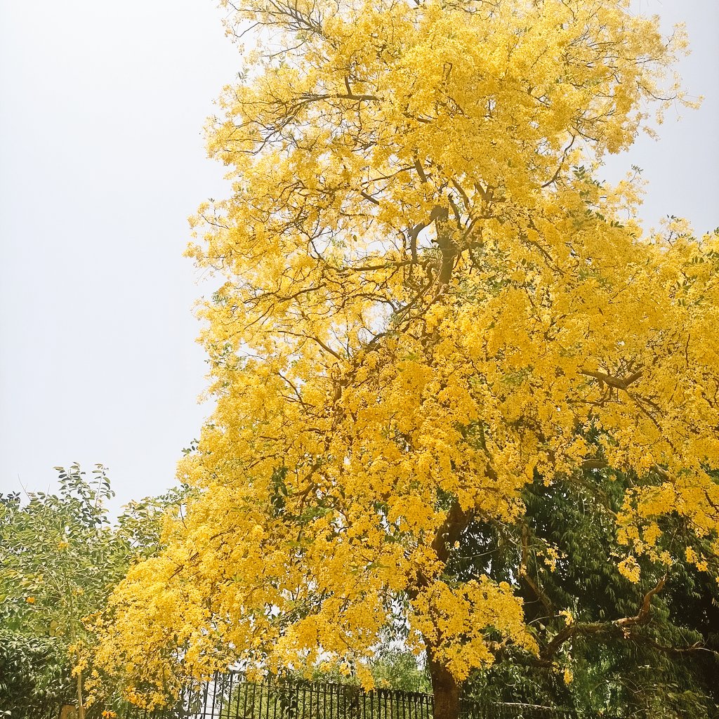 ritutripathiii's tweet photo. all the things you do
&amp; it was called, "Yellow" https://t.co/BdIgCTZhnT