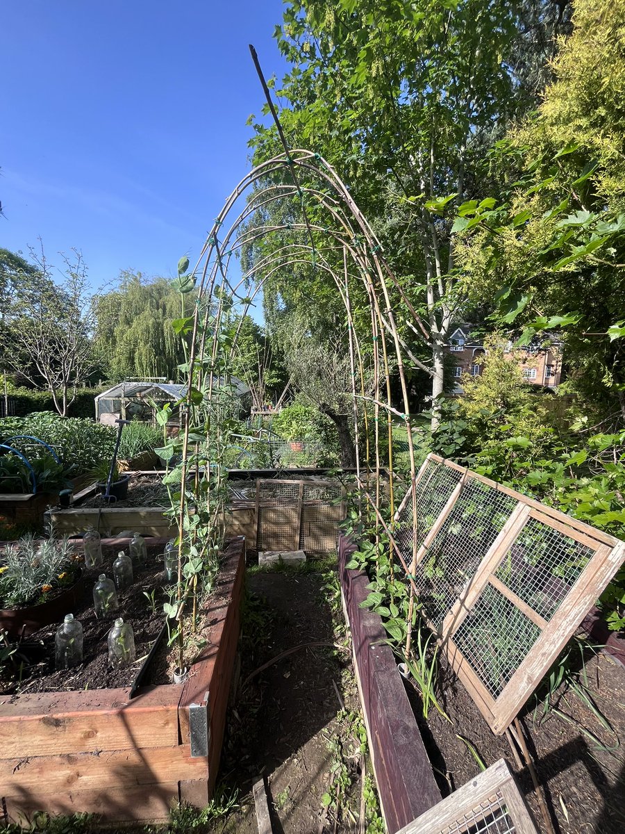 mygardentalkst1's tweet photo. Good morning folks … hot!
Most of my gardening chores done. I’m pleased with my experimental bean/pea arch across 2 raised beds. The edible climbing pea is winning but the climbing bean is on the move 😀👍🏼
I love the veining on the bean - so delicate!
Have a good one👍🏼
#sunblock https://t.co/Xv7WUXvKqZ