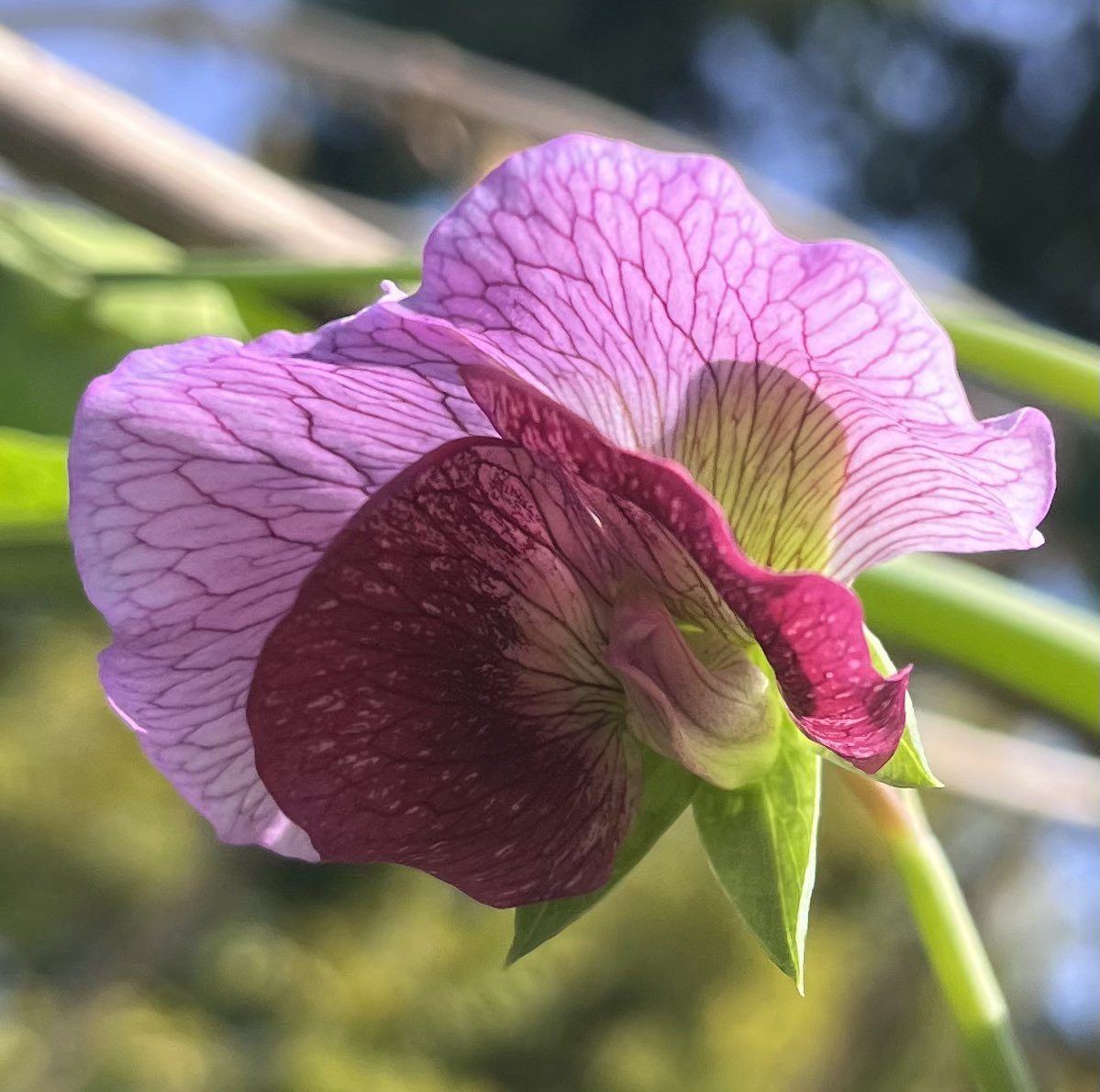 mygardentalkst1's tweet photo. Good morning folks … hot!
Most of my gardening chores done. I’m pleased with my experimental bean/pea arch across 2 raised beds. The edible climbing pea is winning but the climbing bean is on the move 😀👍🏼
I love the veining on the bean - so delicate!
Have a good one👍🏼
#sunblock https://t.co/Xv7WUXvKqZ
