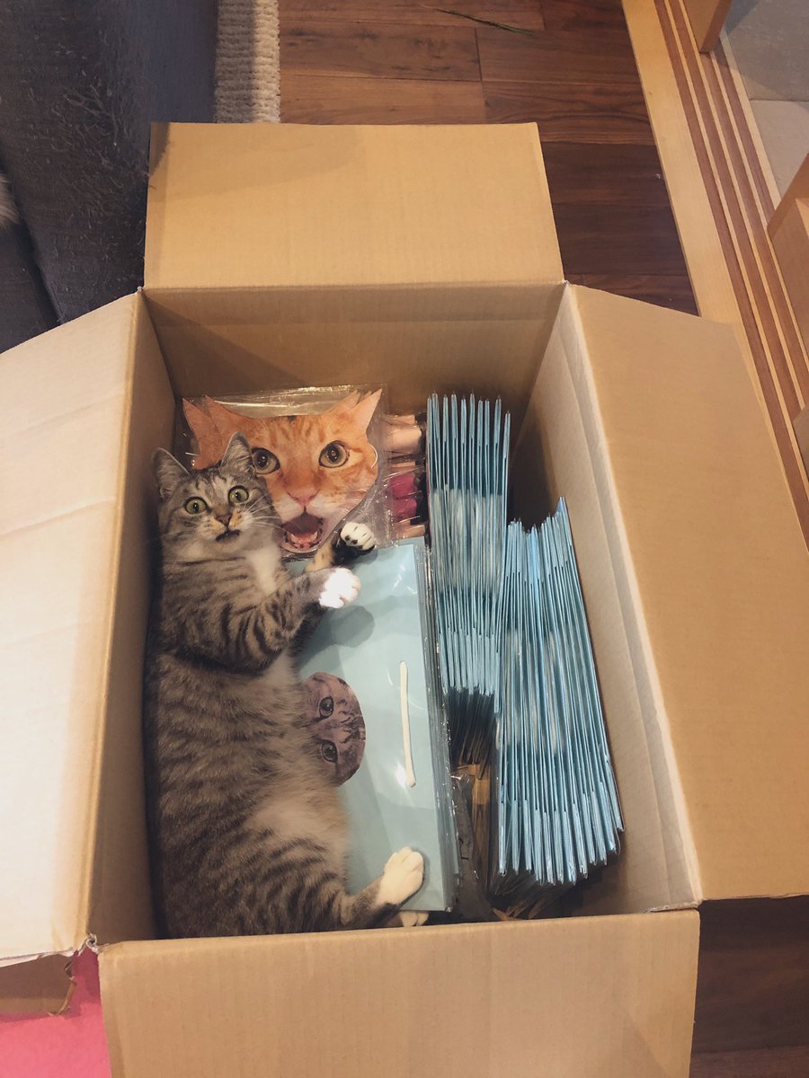 The Cats 𝕏 tweet media
