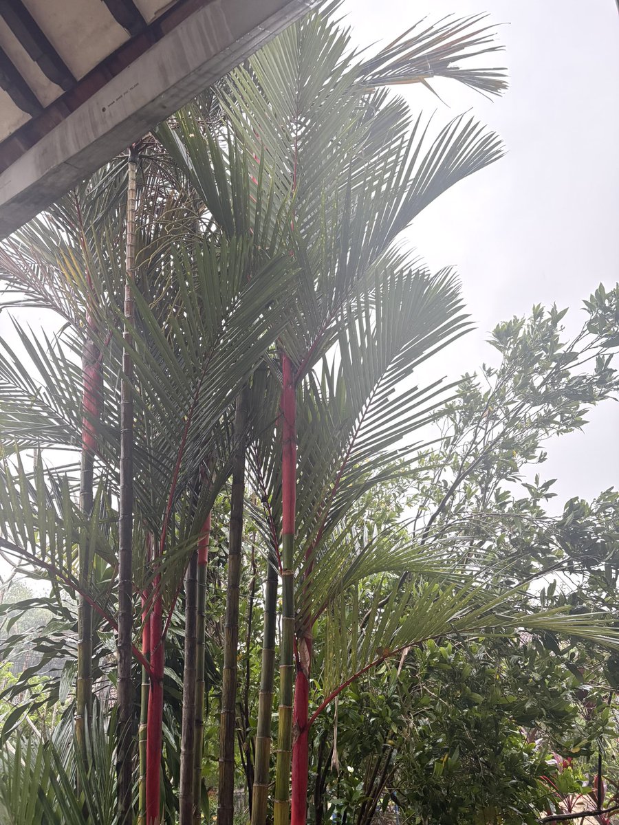 dopaminmachine's tweet photo. Bogor hujannya awet sekali hari ini😮‍💨 https://t.co/0KSPl5Re75