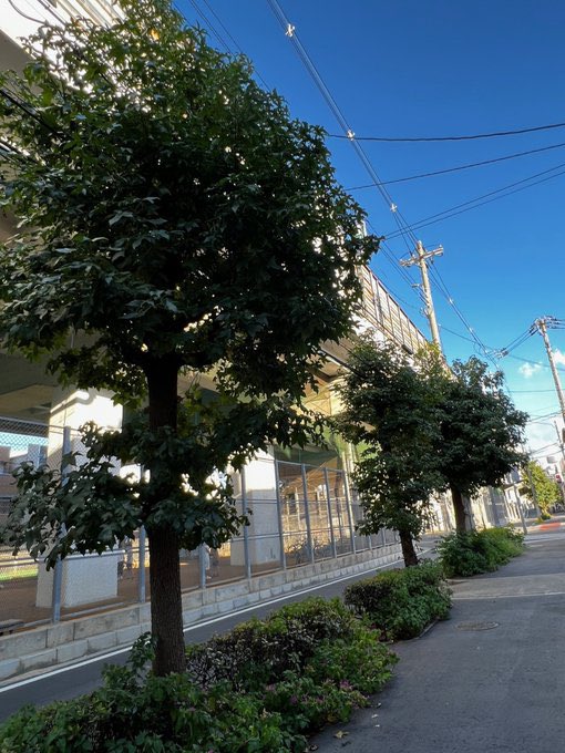 大阪市の街路樹撤去を考える会 tweet media
