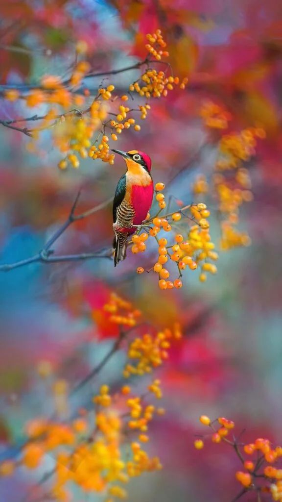Pure wild Life tweet media