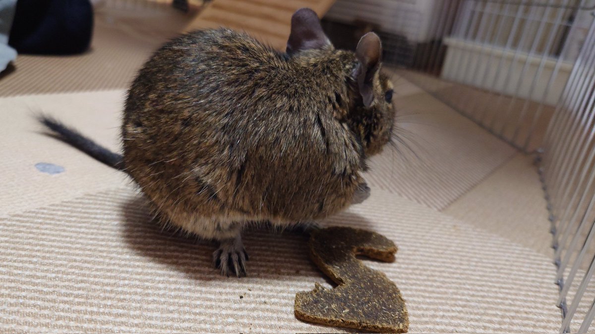 たお(ｱﾝﾃﾞｽの謳うﾈｽﾞﾐの付き人) tweet media