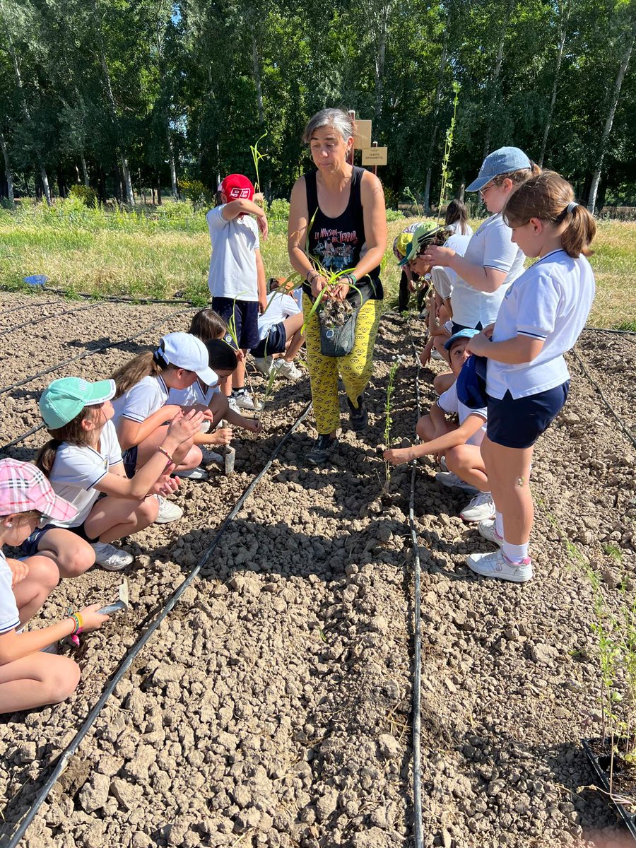 CCsanpascual's tweet photo. Hoy los alumnos de 3º y 4º de Educación Primaria de nuestro colegio han disfrutado de una fantástica actividad organizada por @aytoaranjuez acompañados de Almudena y Goyo🌱☀️

 Una experiencia muy enriquecedora en la que han aprendido, disfrutado y convivido al aire libre. 🍅🌿 https://t.co/5LMXI4bY2i
