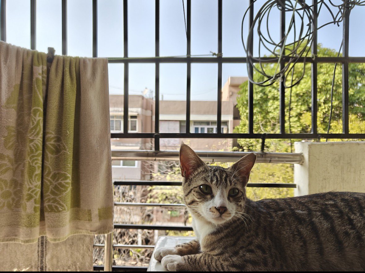 kaalicharan's tweet photo. URGENT: 3 indie cats in Mayur Vihar Phase 1, Delhi need homes before their caregiver relocates next month.  

2 females (~1 yr), 1 male | Dewormed | Not vaccinated  

Adopt/Foster/Share to help them survive.  
📧 cat@dogwithblog.in  
#AdoptDontShop 

RT! https://t.co/TTZhZGsAPo
