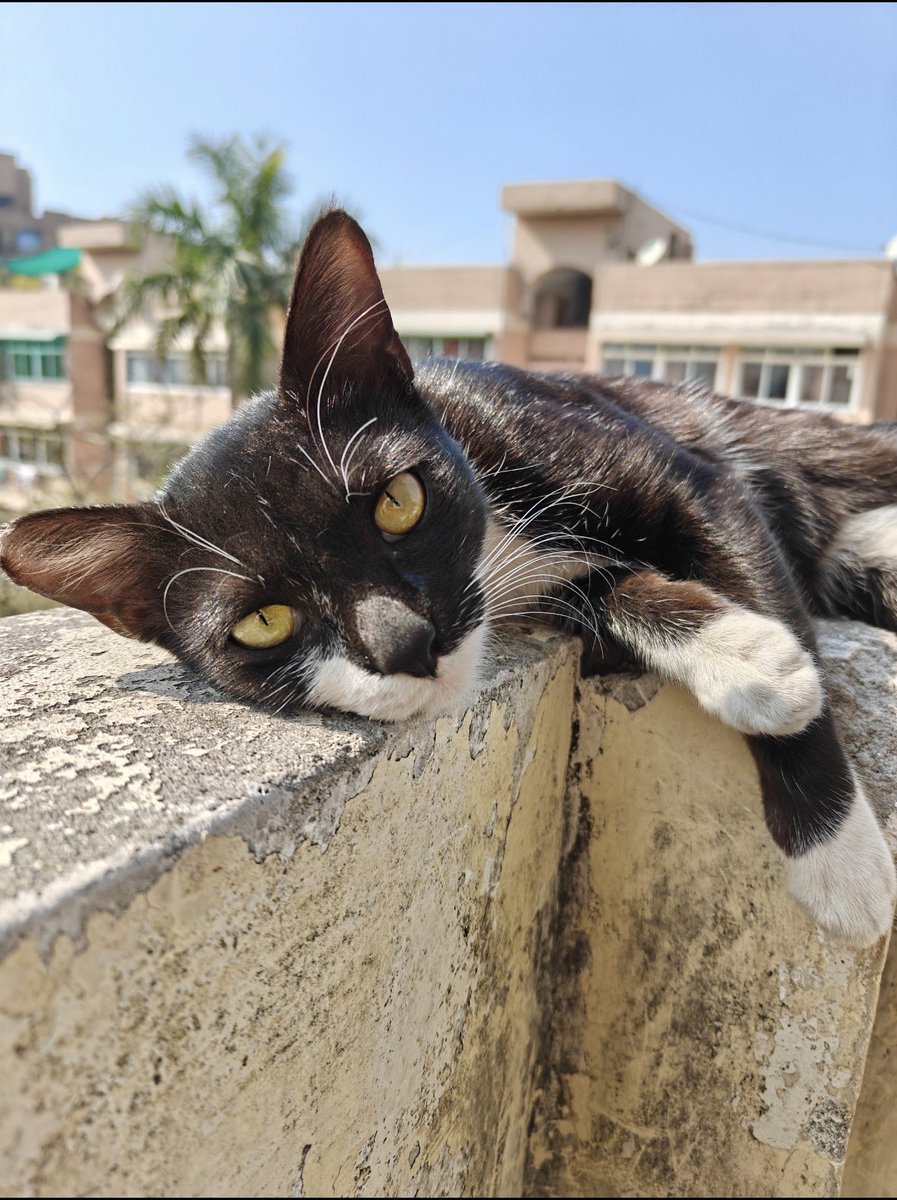 kaalicharan's tweet photo. URGENT: 3 indie cats in Mayur Vihar Phase 1, Delhi need homes before their caregiver relocates next month.  

2 females (~1 yr), 1 male | Dewormed | Not vaccinated  

Adopt/Foster/Share to help them survive.  
📧 cat@dogwithblog.in  
#AdoptDontShop 

RT! https://t.co/TTZhZGsAPo