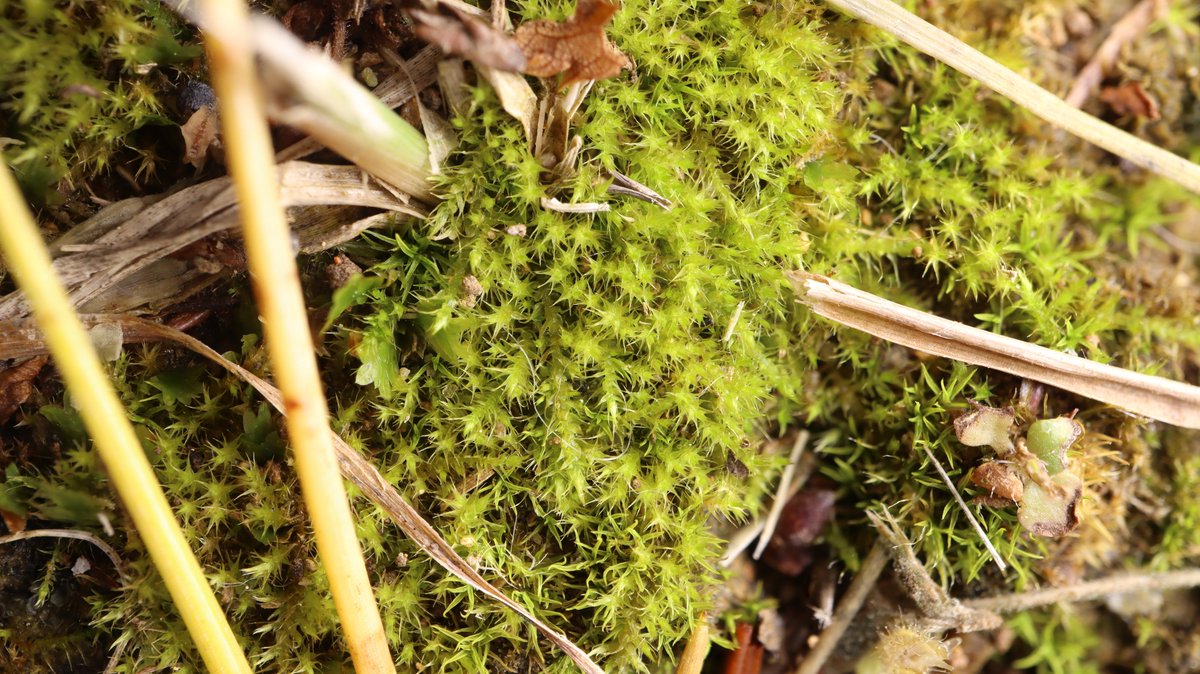 moss_act's tweet photo. ノミハニワゴケ。近所の公園や神社の日陰で見ることができる。小さいコケ。 https://t.co/UpyYjKiQSz