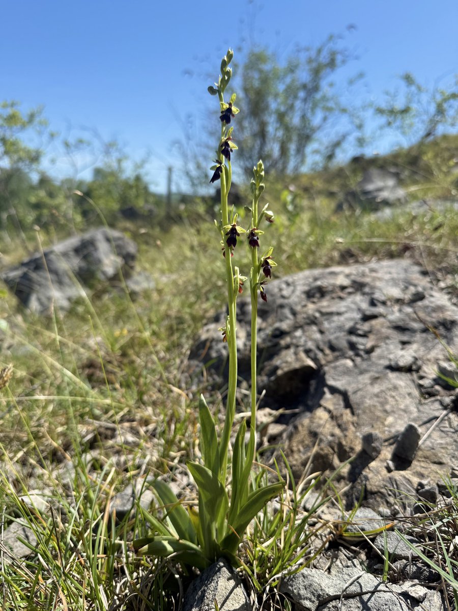 thenewgalaxy's tweet photo. 24/5/26 #Cumbria - Hundreds of Fly #Orchids sitting pretty in the sunshine at this disused limestone quarry site on Morecambe Bay #wildflowerhour https://t.co/TWSjSxfj7O